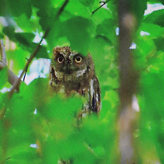 저당 잡힌 거시기 썸네일