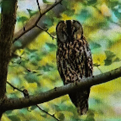 부엉이 썸네일