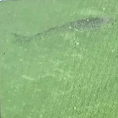 띨방이와 띨순이 썸네일