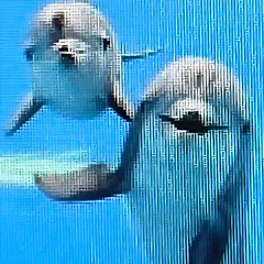 부모와 자식, 지능의 차이를 넘어서 썸네일