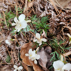 하얀 제비꽃 썸네일