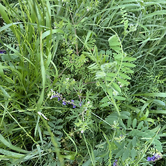 등갈퀴나물 썸네일