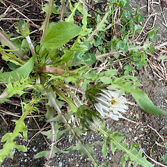 민들레에 대하여 썸네일