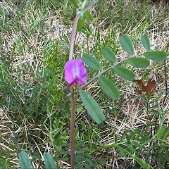 살갈퀴에 대하여 썸네일