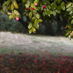 동백꽃을 보고 싶은 이유 썸네일