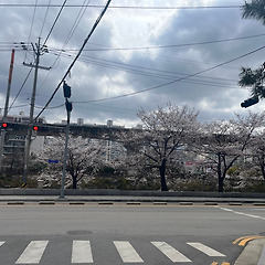 이른 벚꽃 썸네일