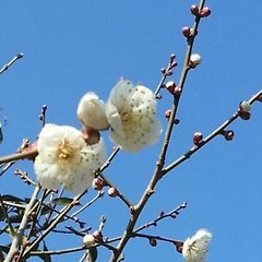 치매(致梅) 썸네일