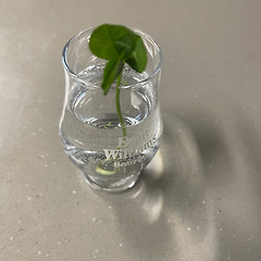 잠자는 네 잎 클로버 썸네일