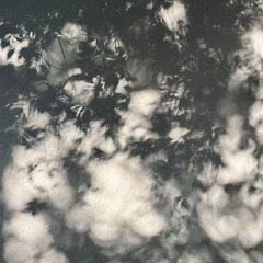 속도의 순수한 모방 썸네일