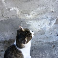 찰리와 나의 간격 썸네일