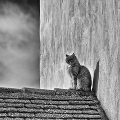 접시 위에 존재  썸네일