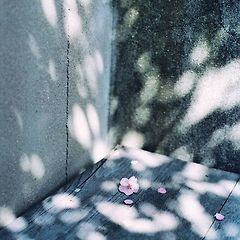 속도의 순수한 모방 썸네일