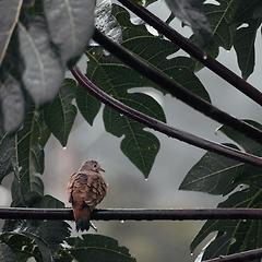 아브라함과 더불어 언약을 세우신 여호와 썸네일