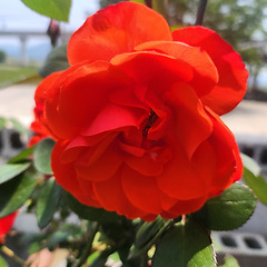 사랑과 은혜 2 썸네일