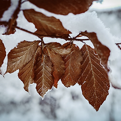 얼어붙은 계절, 굳어가는 당신의 표정 썸네일