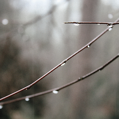 겨울잠 본능을 깨우는 '따뜻한 빛'의 아로마 썸네일