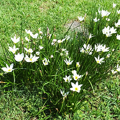 스노우볼 팬더밍, 먼저 하나의 서클을 완성하라 썸네일