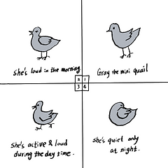 Gray the mini quail 썸네일