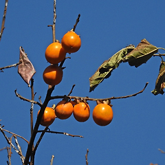 까치밥과 여백의 미 썸네일