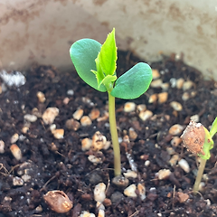 질투, 토끼, 탐쓰 썸네일