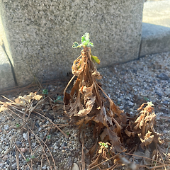 봄이 나려나 썸네일