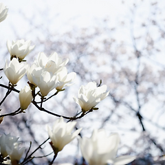 매그놀리아의 역사와 어원 썸네일
