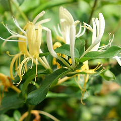 허니서클의 역사와 어원 썸네일