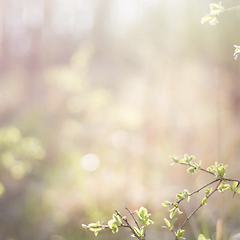 기분 좋은 생기를 채우는 산뜻한 향기 썸네일
