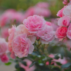 로즈 드 메이의 역사와 어원 썸네일