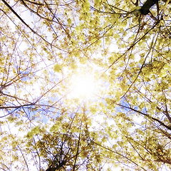 나의 섬세함을 다정한 영감으로 피우는 토요일의 향기 썸네일