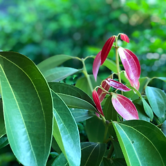 시나몬 리프 역사와 어원 썸네일