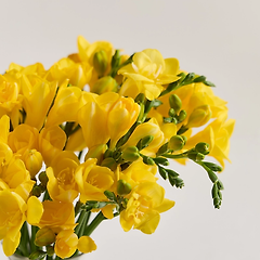 프리지아 어코드 역사와 어원 썸네일