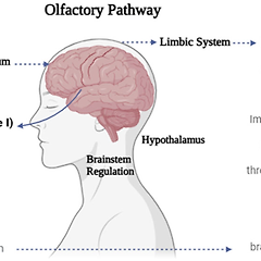 일요일 아침, 과부하 걸린 뇌파를 리셋하는 뉴로아로마 썸네일
