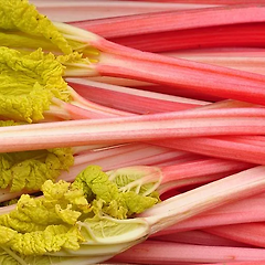 루바브의 역사와 어원 썸네일