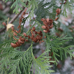 본질을 덜어내어 응축하는 金生水 썸네일