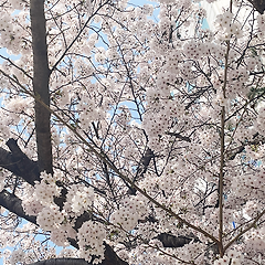 벚꽃 과제가 1만 명의 마음을 건드린 이유 -떠오르다9 썸네일