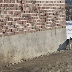 『 집사2』 자작시를 올리며 썸네일