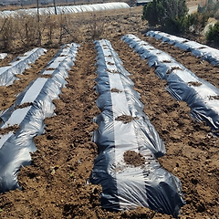 2026년 첫 농사, 감자밭에 서서 썸네일