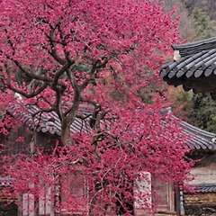 소확행이라는 말이 나를 흔들던 날 어느 날  썸네일