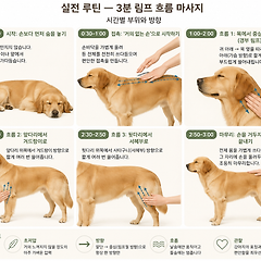 수의학과 과학으로 읽는 반려견 마사지 썸네일