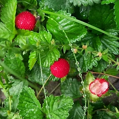 세 개의 태양 썸네일