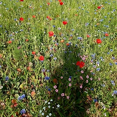 그림자처럼 보이는 것들 썸네일