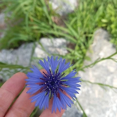 꽃 한 송이를 위해서  썸네일