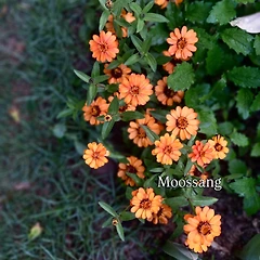 단어들을 위해 썸네일