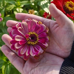 빛나는 씨앗  썸네일