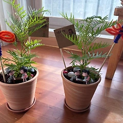 그레빌리아 썸네일