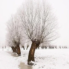 [창조의 이상과 창백의 표정] 썸네일