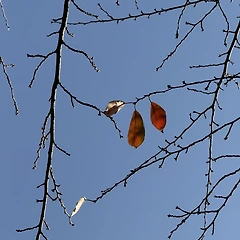 마지막 잎새 썸네일