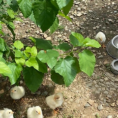 병아리를 닮은 예비 건축주 썸네일