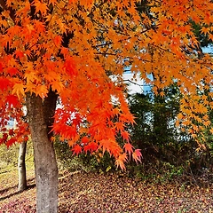 산나물과 식중독 에피소드 썸네일